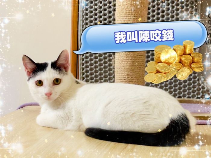 白色情人節暖心認養，新北「Lucky幸運毛寶會」邀您把幸福帶回家